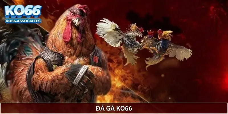 Đá gà KO66 trực tiếp từng trận gà hấp dẫn